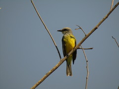 Tyrannus melancholicus