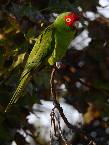 Foto de Red-masked Parakeet