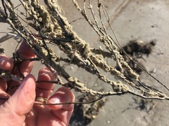 Phragmatopoma caudata