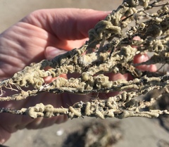 Phragmatopoma caudata