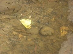 Fundulus parvipinnis