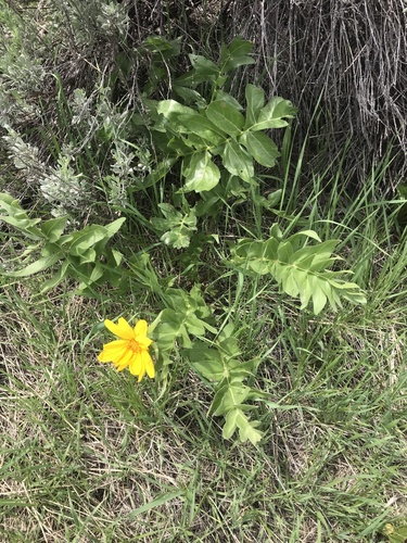 cutleaf balsamroot (Balsamorhiza macrophylla)