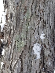 Ramalina labiosorediata