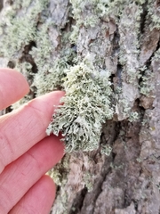 Ramalina labiosorediata