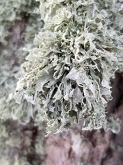 Ramalina labiosorediata