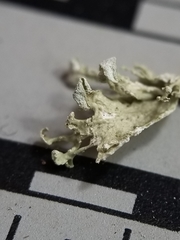 Ramalina labiosorediata