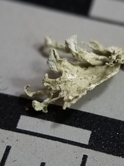 Ramalina labiosorediata