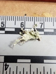 Ramalina labiosorediata