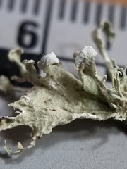 Ramalina labiosorediata