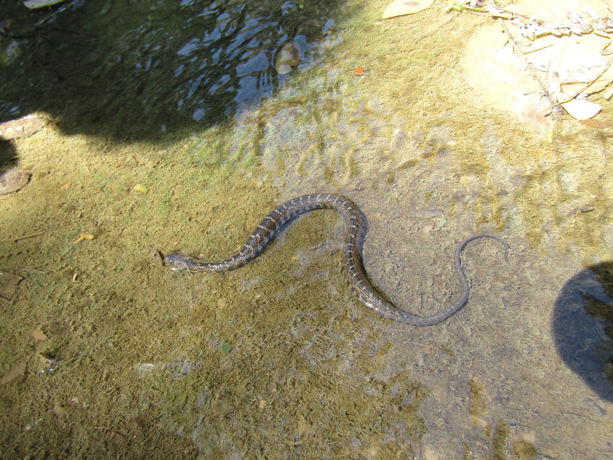 Hoge's Keelback photo 3