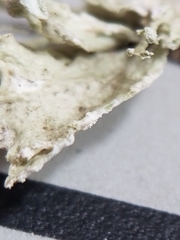 Ramalina labiosorediata