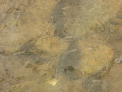 Fundulus parvipinnis