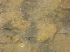 Fundulus parvipinnis