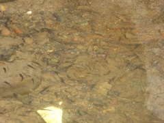 Fundulus parvipinnis