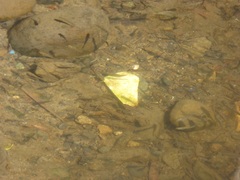 Fundulus parvipinnis