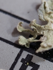 Ramalina labiosorediata