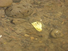 Fundulus parvipinnis