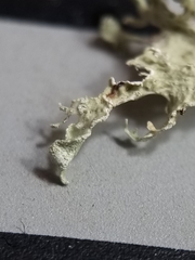 Ramalina labiosorediata