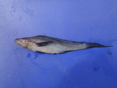 Peters baarddrum (Paralonchurus petersii) — Sciaenidae