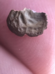 Lobaria anomala