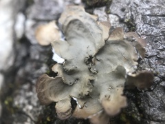 Lobaria anomala