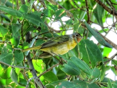 Setophaga petechia bryanti