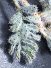 Dalea mollissima