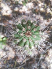Cephalocereus nudus