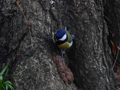 Parus major