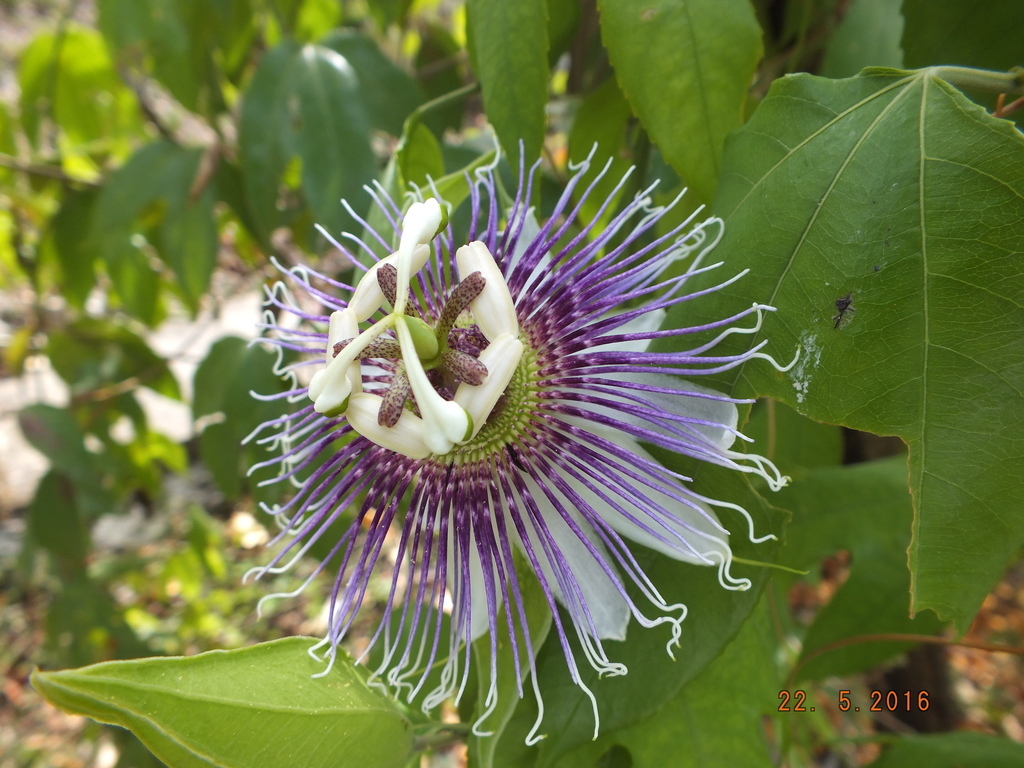 Passiflora mayarum