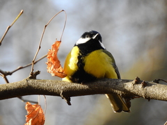 Parus major