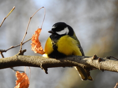 Parus major