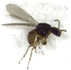Baeus