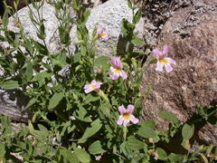 Erythranthe erubescens