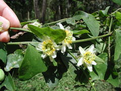 Passiflora biflora
