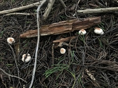 Lepiota thiersii