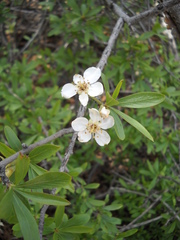 Peraphyllum ramosissimum