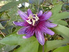 Passiflora choconiana