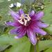 Passiflora choconiana - Photo (c) Jan Meerman, some rights reserved (CC BY-NC), uploaded by Jan Meerman