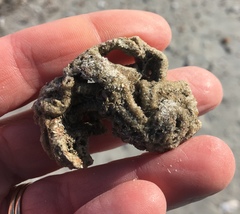 Phragmatopoma caudata