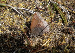 Callophrys polios maritima