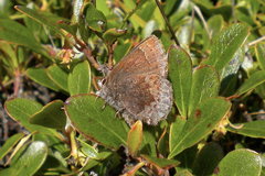 Callophrys polios maritima