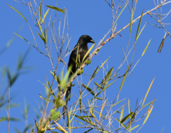 Crypsirina temia