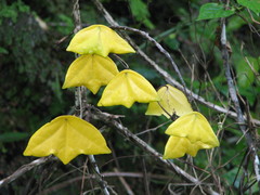 Passiflora sexocellata