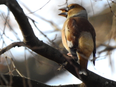 Coccothraustes coccothraustes