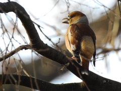 Coccothraustes coccothraustes