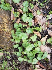 Sidalcea robusta