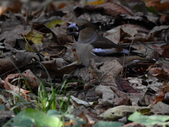Coccothraustes coccothraustes