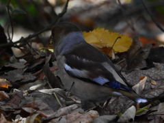 Coccothraustes coccothraustes