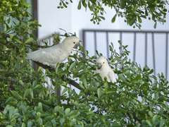 Cacatua